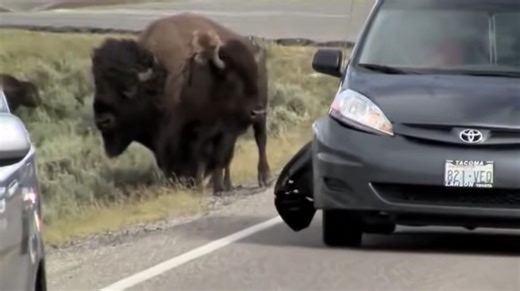 VIDEO: Yellowstone Bison Rams A Moving Minivan