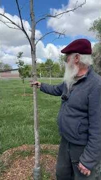 Setting the Bar: How to Choose Your Tree's Lowest Permanent Branch #arborist #tree #trees #education