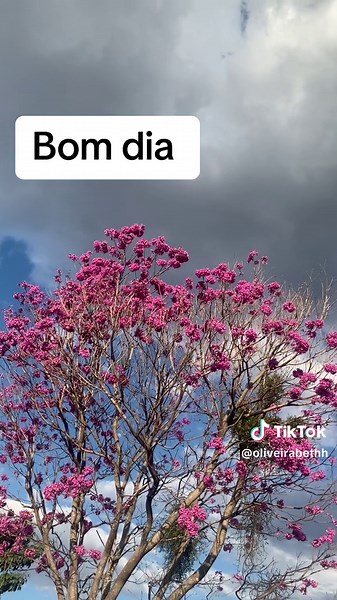 Elisabetth claro no TikTok