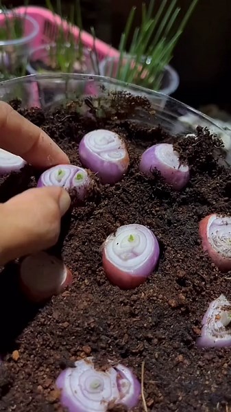 Cómo cultivar cebolla en maceta fácilmente