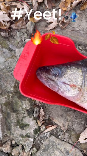 Yeet!🎣🔥💪🏾🍂 | Yeet Outdoors