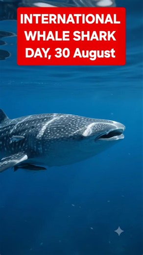 International Whale Shark day#SavaShark