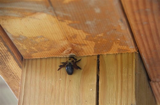How To Get Rid Of Carpenter Bees Fast—And Stop New Holes From Forming