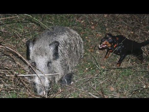 “Wild Boar vs K9: Clash of Instincts in the Wild!”