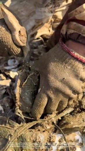 What plump and juicy oysters! They’re so mouth-watering.