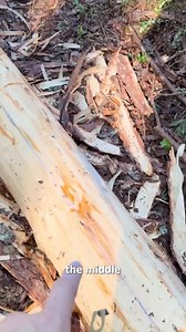 Splitting the logs was a lot harder than I thought😳Can’t believe I ended up messing up the foundation last time but I’m glad we got it fixed!The log lifting contraption is using ropes #LogCabinLife #CabinBuild #DIYCabin #RusticLiving #WoodworkingJourney #OffGridCabi | Off Grid Island