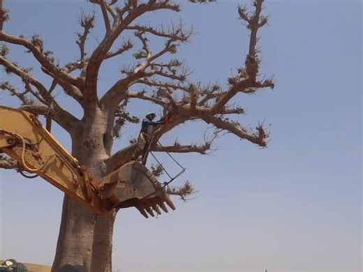 Sauvegarde et déplacement (200 m) d'un vieux Baobab de 400 ans et 40 tonnes à Bandia Bambara au Sénégal.6