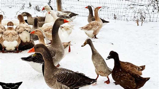 Why ducks and geese remain on farm during cold winters