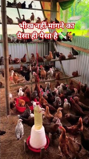 poultry farming 🐓 #poultry #shorts #farming #eggs#poultryshorts