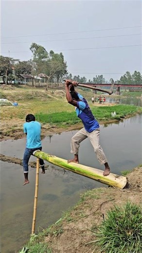 How the banana tree was cut down and thrown into the river