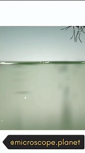 182K views · 808 reactions | Life Cycle Of Mosquito  #microscope #microscopy #reels #viralvideos #viral | Microscope GD | Facebook