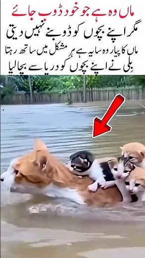Mother Cat Saves Her Kittens from the River Heart-Touching Rescue Video