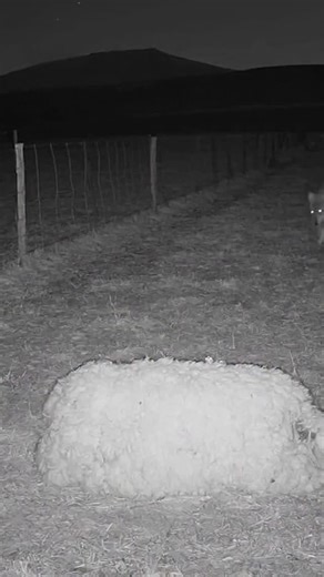 27K views · 1.1K reactions | When the Wolf Hunts Under the Moonlight…...