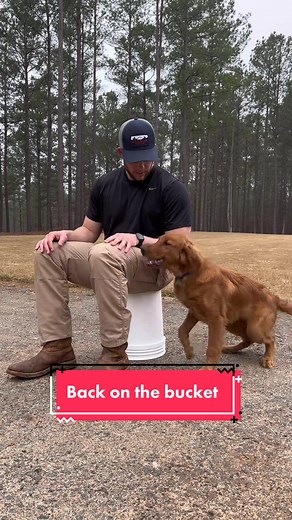 Training a Red Field Retriever Puppy | Puppy Training Tips