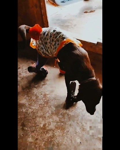 Realistic Modell Dog | Stunning 3D Dog Models & Training Insights