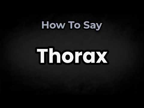 How To Pronounce Thorax? (CORRECTLY) Meaning & Pronunciation