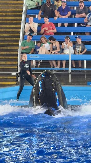 Orca Whale Massive Splashes! 🤣🐳 #orca #seaworld | SeaWorld Videos