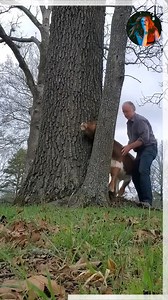 Kind person rescue a cow stuck between trees | Liz Carmouche