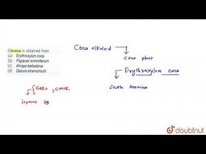 Cocaine is obtained from