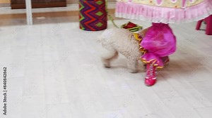 Circus trained dogs in costumes perform at a children's party. Circus performance with animals for children.