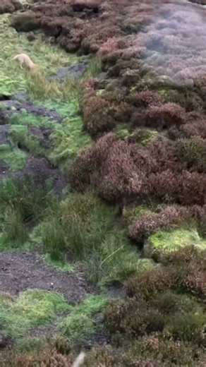 Kim in Cumbria 🔥 #lurcher #workingdog #ferreting #runningdog #huntingdog #wildlifecontrol #dog