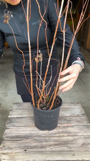 Anya Lautenbach on Instagram: "❗️This video will save you a fortune ‼️ To multiply hydrangeas, cut a pencil thick stem just below the leave node at the bottom, and just above the leaf bud at the top. Best time to do it between late autumn and winter. For propagation I always use peat free compost mixed with grit. I scrape the skin of my cuttings and place them in the pot to root. Water them well and leave outside over winter. The following spring I have hydrangeas for free. Hydrangeas are very e