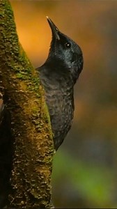🌿 Meet one of Gombe’s more elusive residents: the black cuckoo (Cuculus clamosus)! Sleek, mysterious, and rarely seen up close, this striking bird plays a unique role in the forest ecosystem. Like other cuckoos, it uses a remarkable survival strategy called brood parasitism — laying its eggs in the nests of other birds, allowing its young to be raised by unsuspecting foster parents. While this may sound unusual, it’s one of nature’s many fascinating adaptations — a reminder of the diverse and s