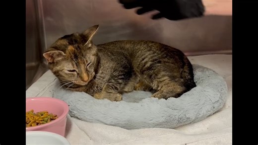 1.2K views · 138 reactions | ID 58467959 This beautiful tabby is...