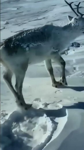 How do deer sleep in winter?