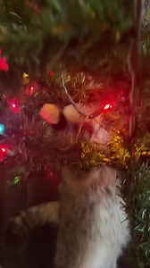 19 reactions · 9 comments | It’s been a few years since I’ve done this and the first time in this tree. The other tree was easier  | Princess Fiona | Facebook