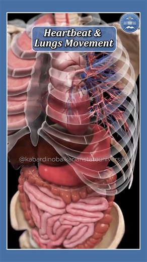 Explore the fascinating connection between your heartbeat and lung movement! 💓🫁 Learn how these vital processes work together to keep you alive and healthy. #Heartbeat #LungMovement #HumanBody #Heartbeat #LungMovement #HumanBody #Anatomy #Physiology #HealthScience #MedicalKnowledge #BodyInMotion #VitalSigns #CardiovascularSystem #RespiratorySystem #MedicalEducation #HealthyLiving #BodyFunction #LifeScience | Rus Education