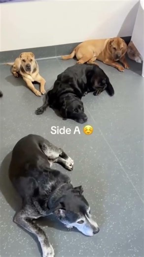 introvert vs extrovert🤣🤣