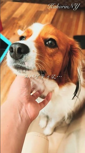 【危険⚠️】犬に玉ねぎは絶対ダメ！食べちゃった瞬間… #shorts