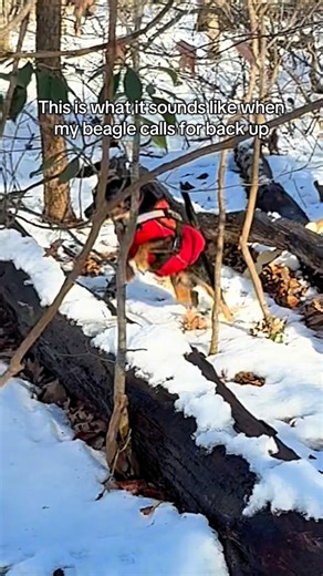 Angela | Bailey & Teddy🐾 on Instagram: "Help is on the way! #thebeaglife #helpisontheway #beaglesounds"