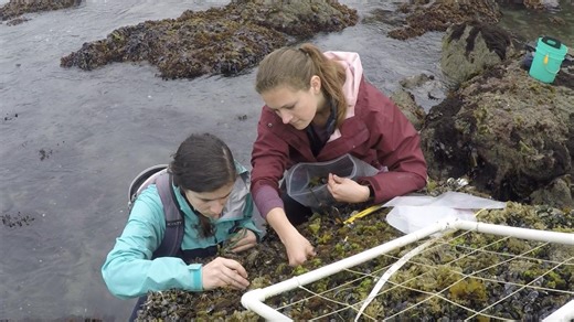 Mussel Bed Surveyed Before World War II Still Thriving