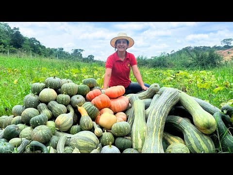 Como aproveitar todas elas? fiz uma colheita incrível de abóboras, veja como aproveito elas.