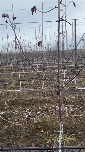 ✂ | intensive gardening