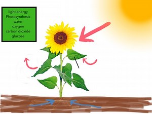 Photosynthesis Quiz