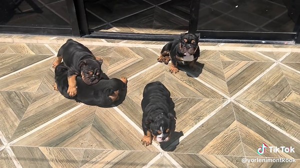 Bebés Black Thread #bulldog #bulldogingles #bulldogpuppy #bulldogsoftiktok #bulldoglife #puppy #puppy #CDMX #bulldogmexico🇲🇽 #bulldogmexico #bulldogmexico #baby