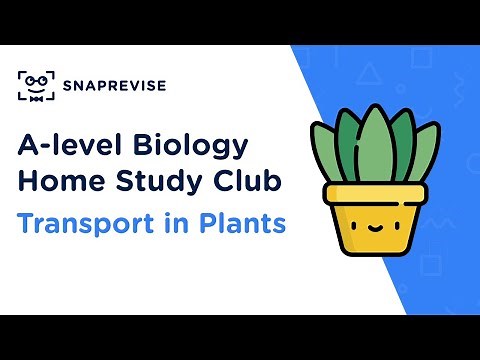 Home Study Club: A-level Biology - Transport in Plants