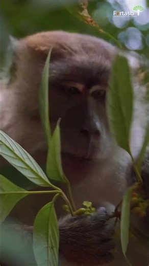 Hari Hutan Internasional