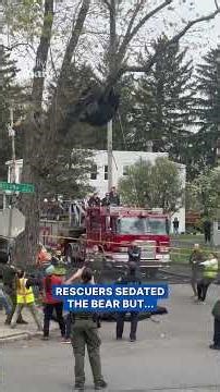 Bear holds on to tree as Albany neighborhood watches rescue