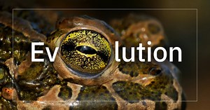 Why evolution is the Picasso of science