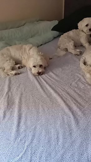 Playful Fluffy Dogs: Bichon Frise & Maltese Cuties