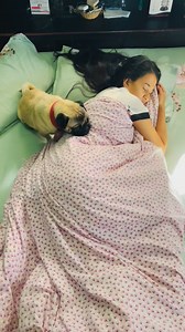 171K views · 8.5K reactions | Where every pet feels like home ️ #HappyTails #sunisha #sunishabajagain | Sunisha Bajagain | Facebook