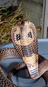 Wired venomous snakes facts #venomoussnakes #snakes #reptiles | Leafy Street | Facebook