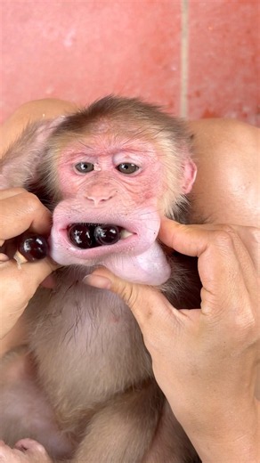 The mother helps her baby monkey remove the black poison from its mouth.#monkey