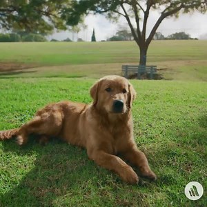 177 reactions · 15 shares | Recognizing pain in animals is not intuitive, particularly for those unfamiliar with normal species-specific or individual behaviors. In recent years, there has been an increased focus on determining and measuring such specific pain behaviors. Refresh your knowledge: https://mrkmnls.co/3ymRu8t #AnimalPainAwarenessMonth | The Merck Veterinary Manual | Facebook