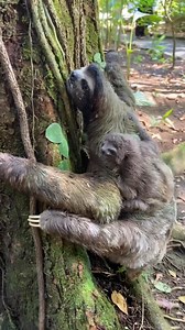 So cute 😍😍😍 | Sloth Lovers