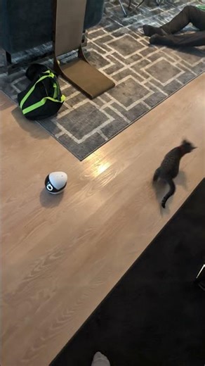 Never Miss a Moment! Enabot EBO ROLA Mini 2K Pet Robot Review 🤖🐾